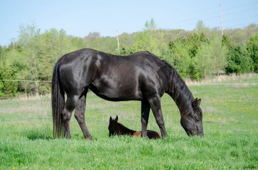 33076237_839499339572524_7013377579402919936_n